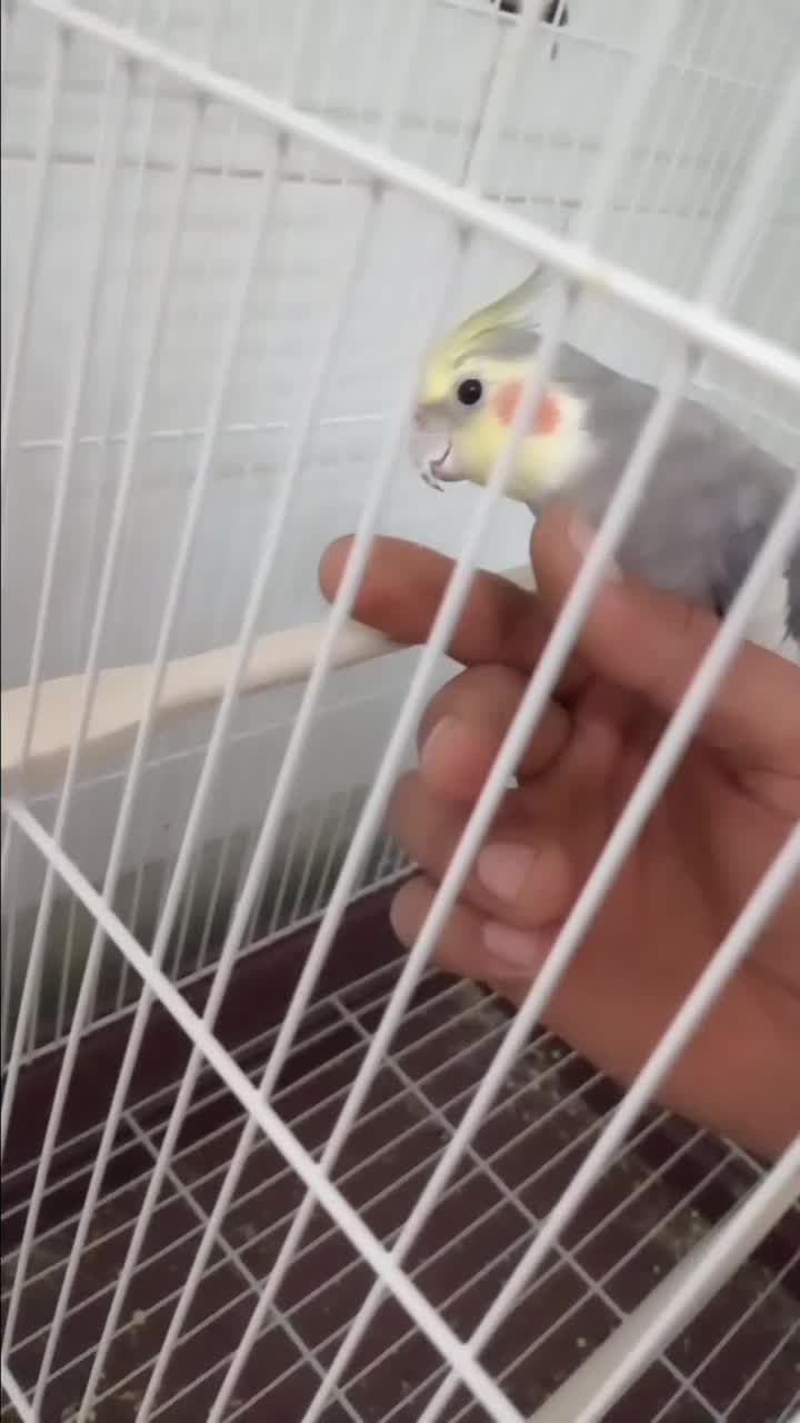 عروس هلندی دستی سخنگو|پرنده|اردکان, |دیوار