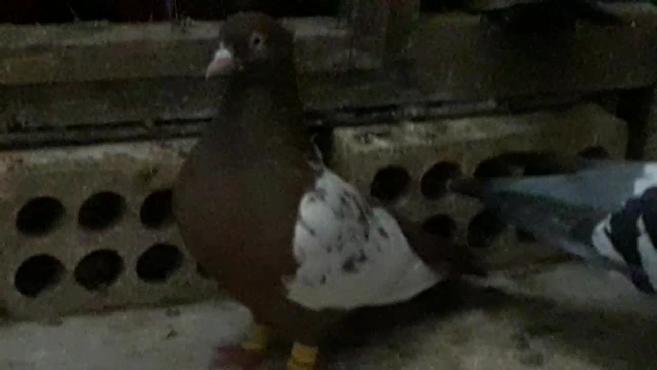 سینه سرخ|پرنده|مسجد سلیمان, |دیوار