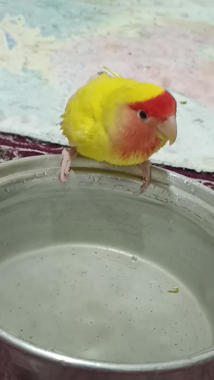 پرنده|پرنده|زهک, |دیوار