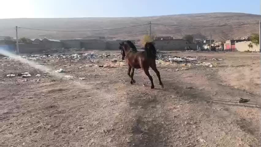 اسب اصیل کـورد|اسب و تجهیزات اسب‌سواری|بوکان, |دیوار