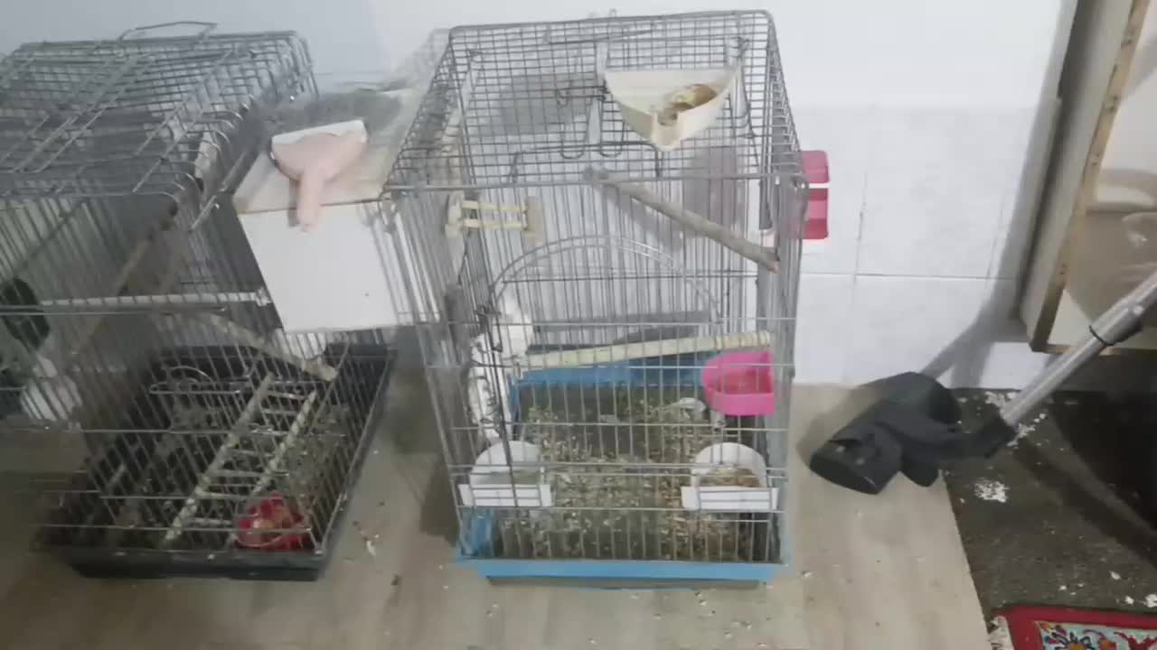 فروش دو جفت عروس هلندی پروانه ای|پرنده|بناب, |دیوار