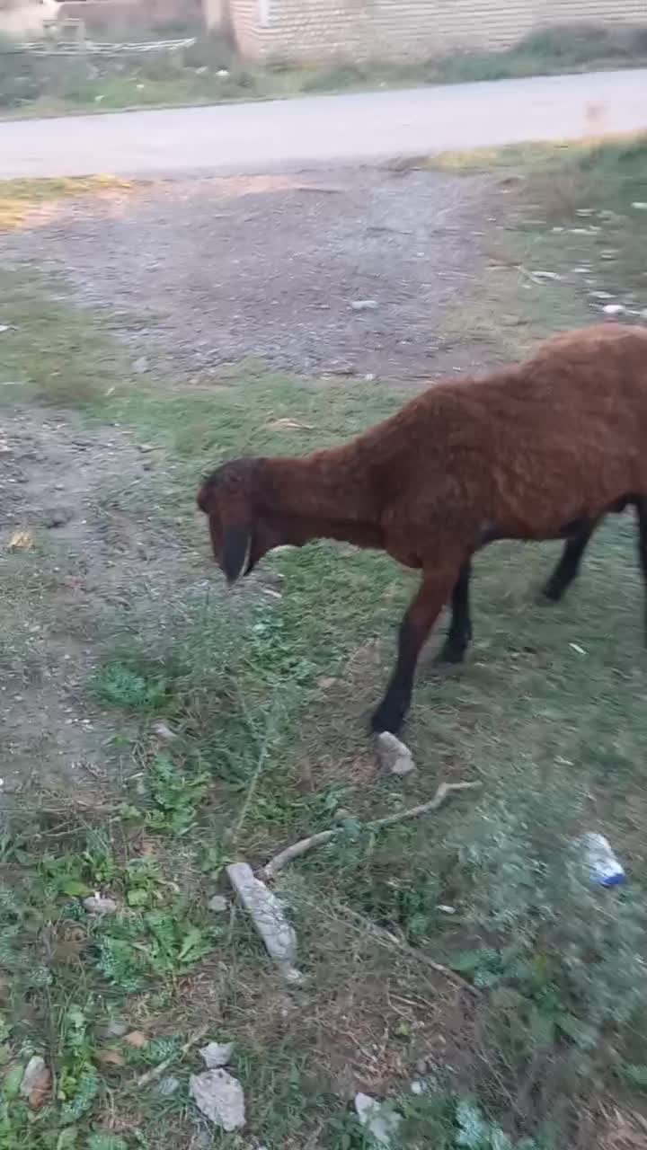 طوقلی قوچ داشتی|حیوانات مزرعه|سیمین شهر, |دیوار