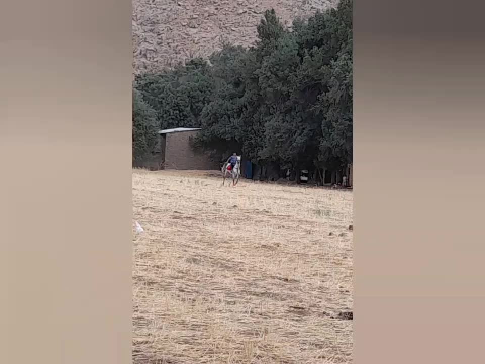 اسب نریان|اسب و تجهیزات اسب‌سواری|اراک, |دیوار