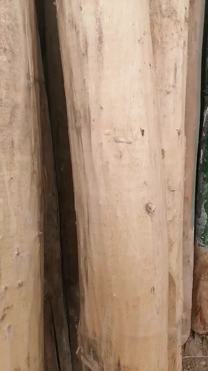 چوب قلمه سویید همه چی|خدمات باغبانی و درختکاری|مشگین شهر, |دیوار