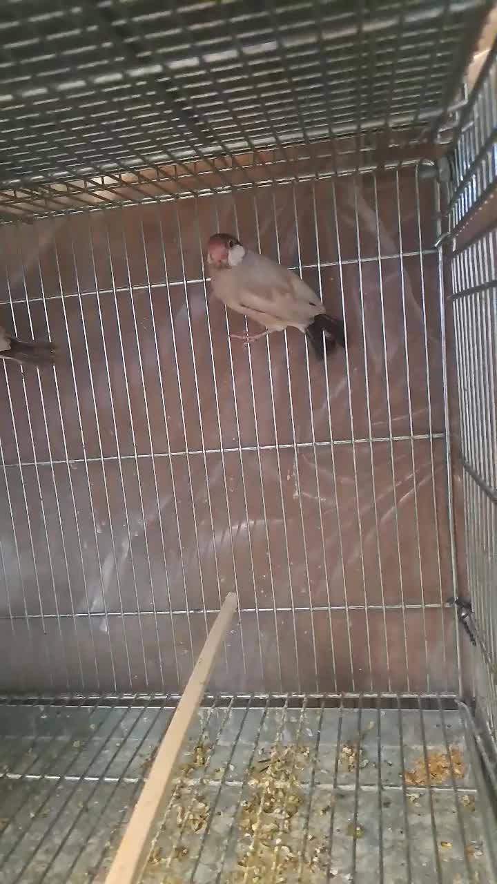 فنچ نرگسی شکلاتی|پرنده|اصفهان, سعادتآباد|دیوار