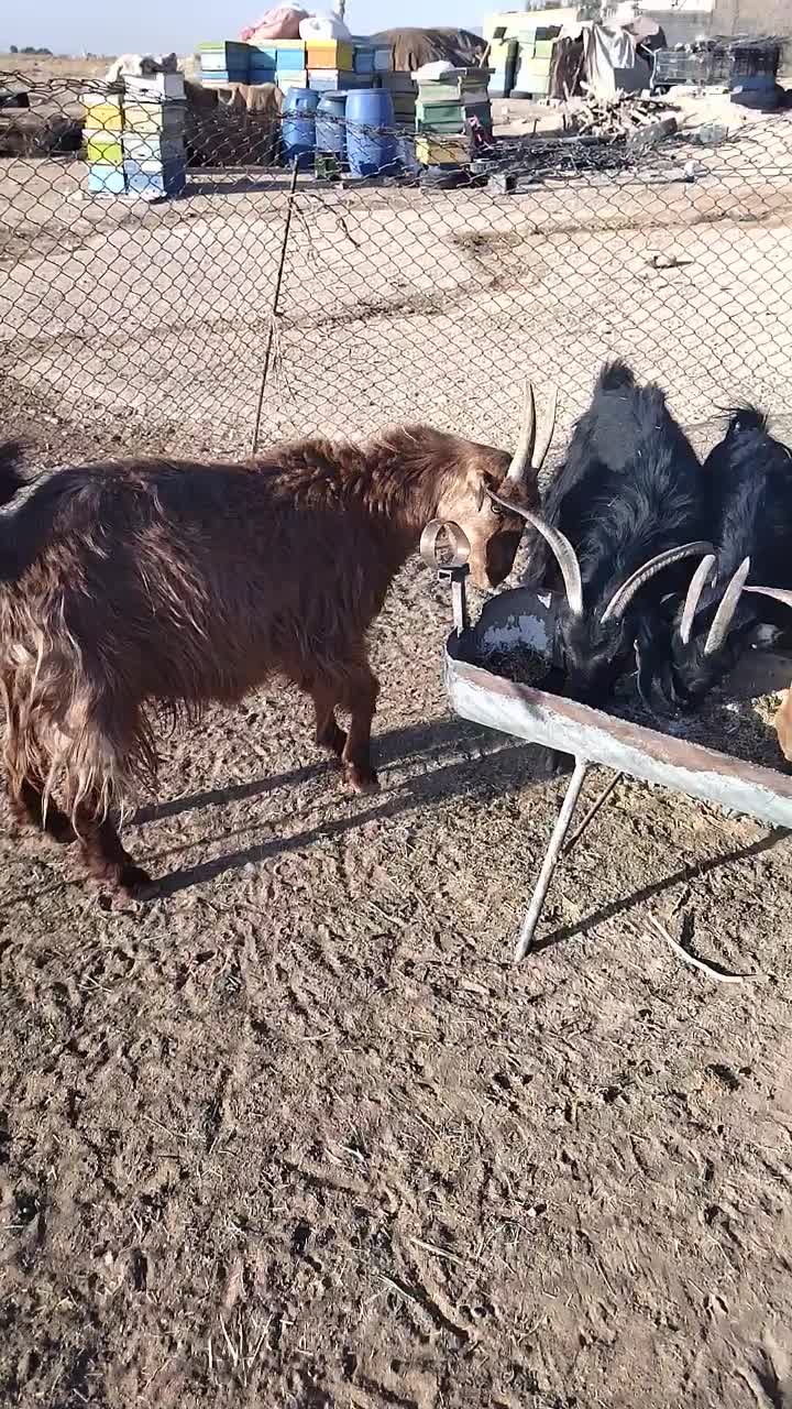 بز قصابی|حیوانات مزرعه|کوار, |دیوار