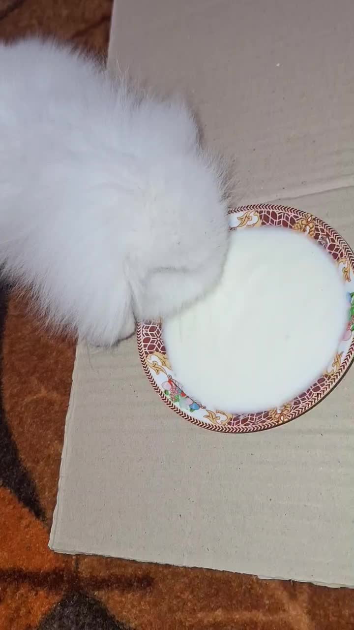 خرگوش مینی لوپ  ترکیش چشم ابی|موش و خرگوش|ساوه, |دیوار