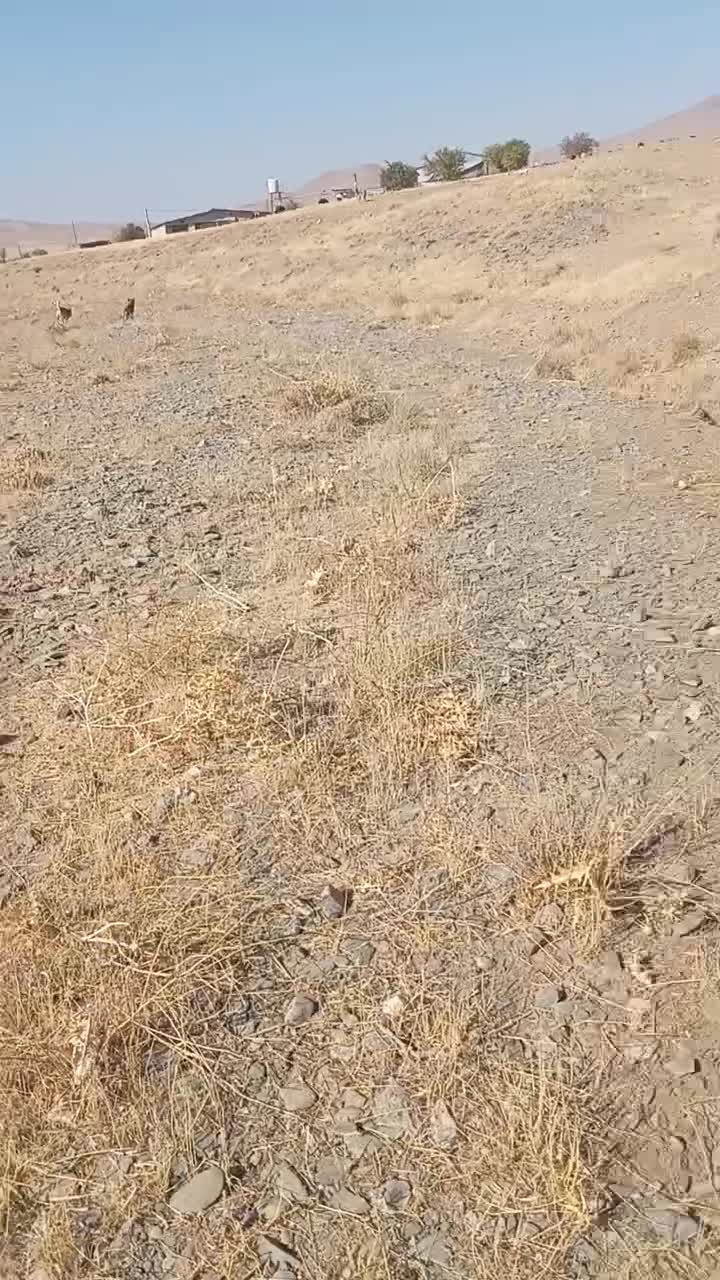 سگ آلابای اصیل|سگ|شازند, |دیوار