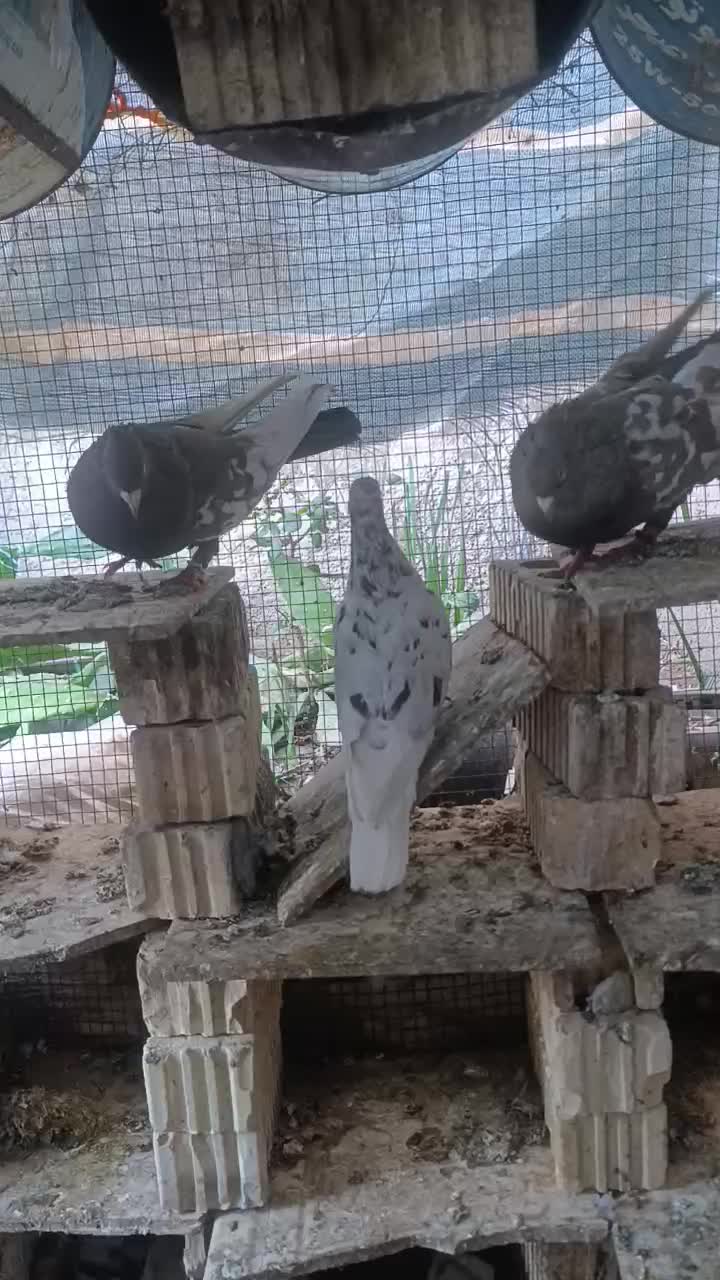 کفتر سینه|پرنده|داراب, |دیوار