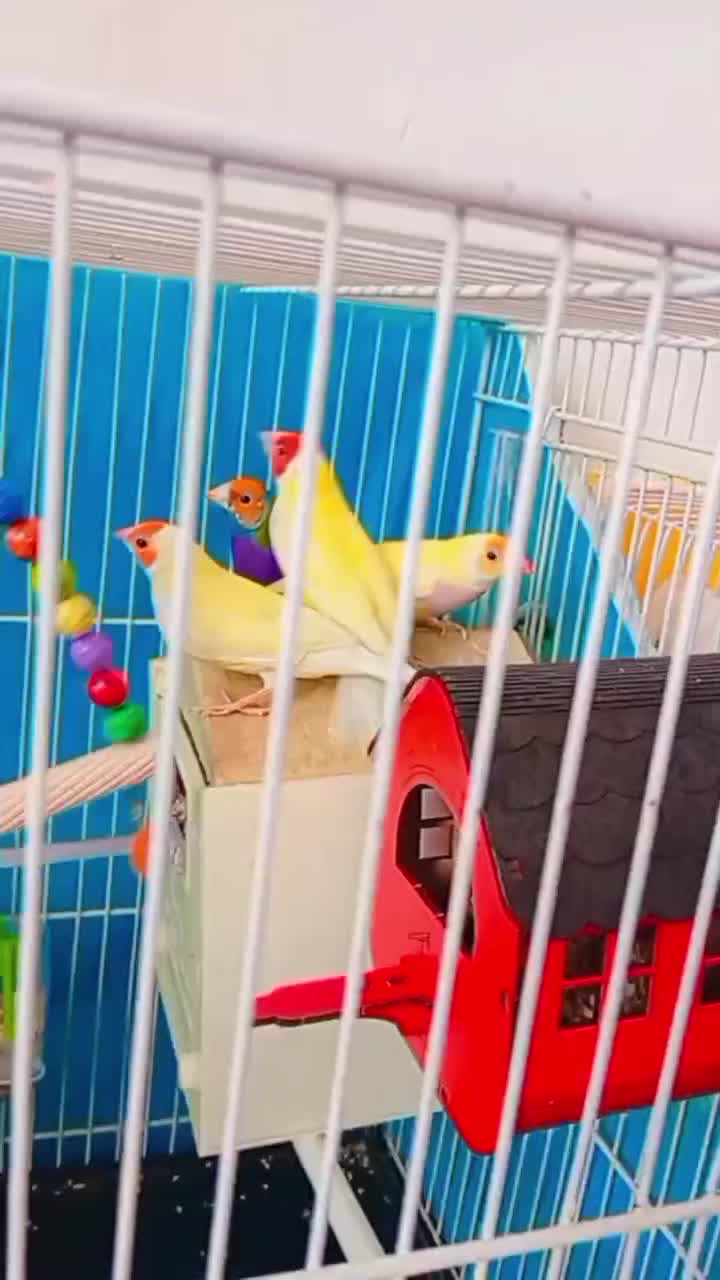 دوجفت فنچ گلدین عالی ومولد|پرنده|گلبهار, شهر جدید گلبهار|دیوار