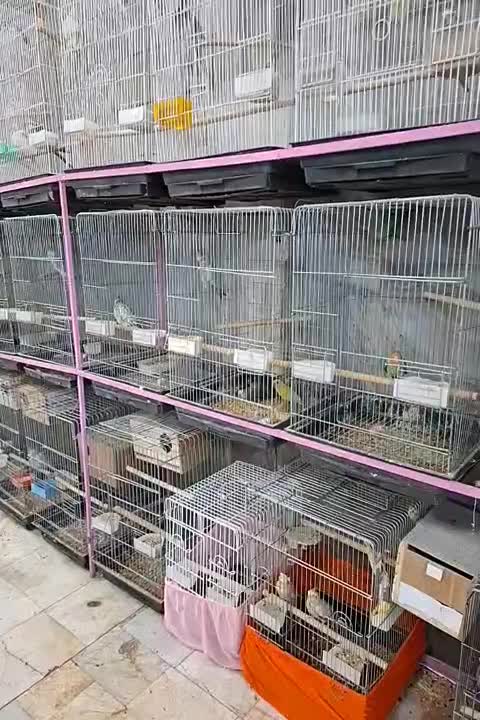 فنج نرگسی جوجه سرلاکی  بالغ جفت|پرنده|فردیس, سرحد آباد|دیوار