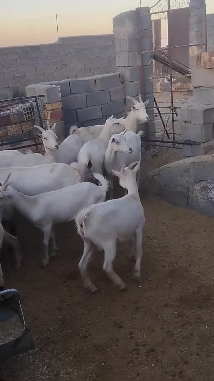 بز سانن|حیوانات مزرعه|قائن, |دیوار