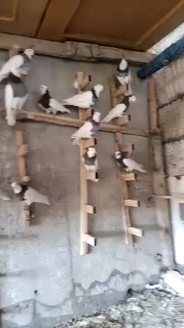 ۲۰عدد کفترطوقی|پرنده|شیراز, حجت آباد|دیوار