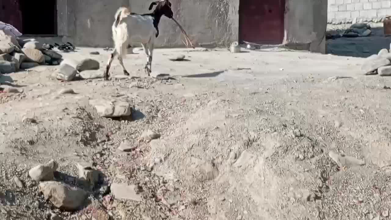 این بز دوزدیده شده هر کجا اینو دیدی خبرم بده|حیوانات مزرعه|چابهار, |دیوار