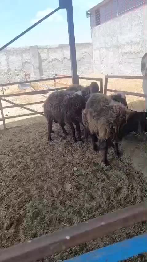 بره نر|حیوانات مزرعه|چترود, |دیوار
