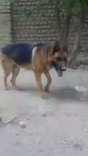 سگ ژرمن|حیوانات|بروجرد, |دیوار