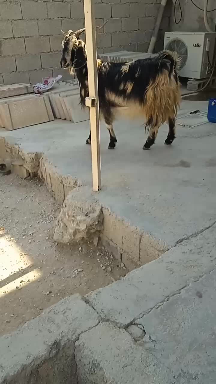 بز وکهره|حیوانات مزرعه|اهرم, |دیوار