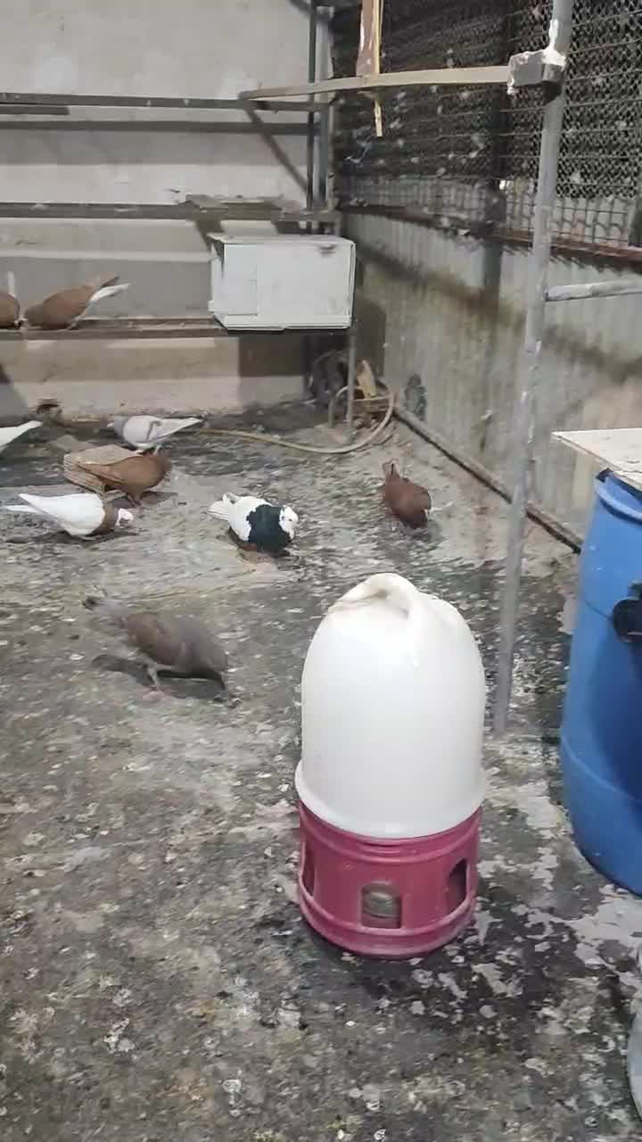 طوقی سیاه نر|پرنده|اقبالیه, |دیوار