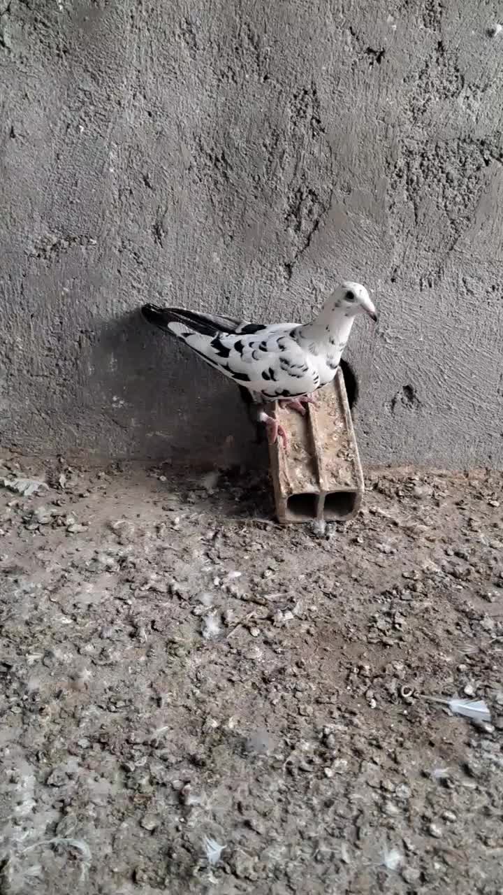 جوکی گرفتی|حیوانات|نیشابور, چمبران|دیوار