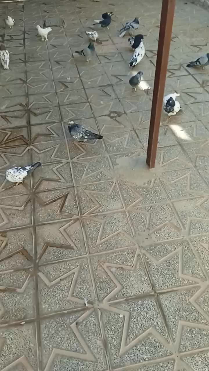 کبوتر کاشانی|پرنده|بروجن, |دیوار