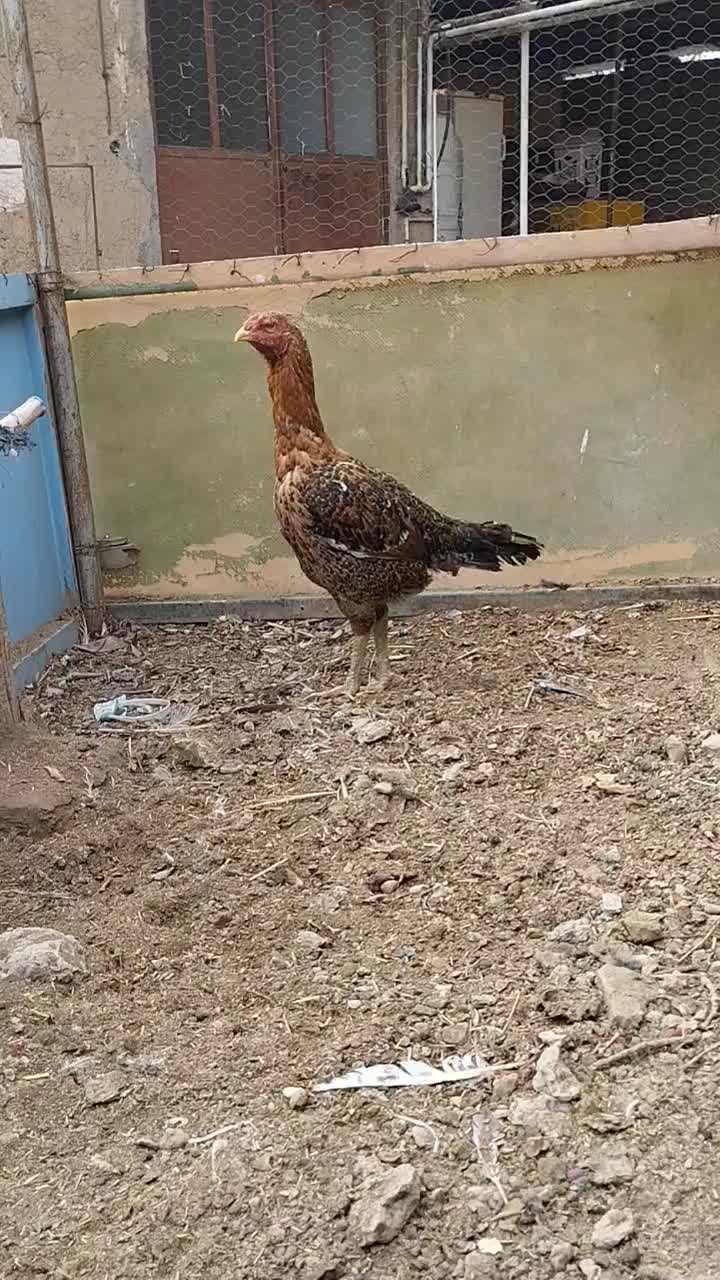 مرغ لاری|حیوانات مزرعه|ورامین, ورامین|دیوار