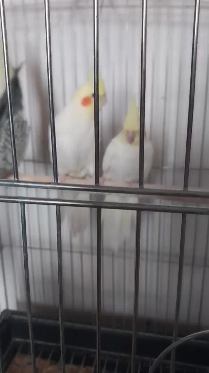 عروس هلندی ماده|پرنده|شال, |دیوار