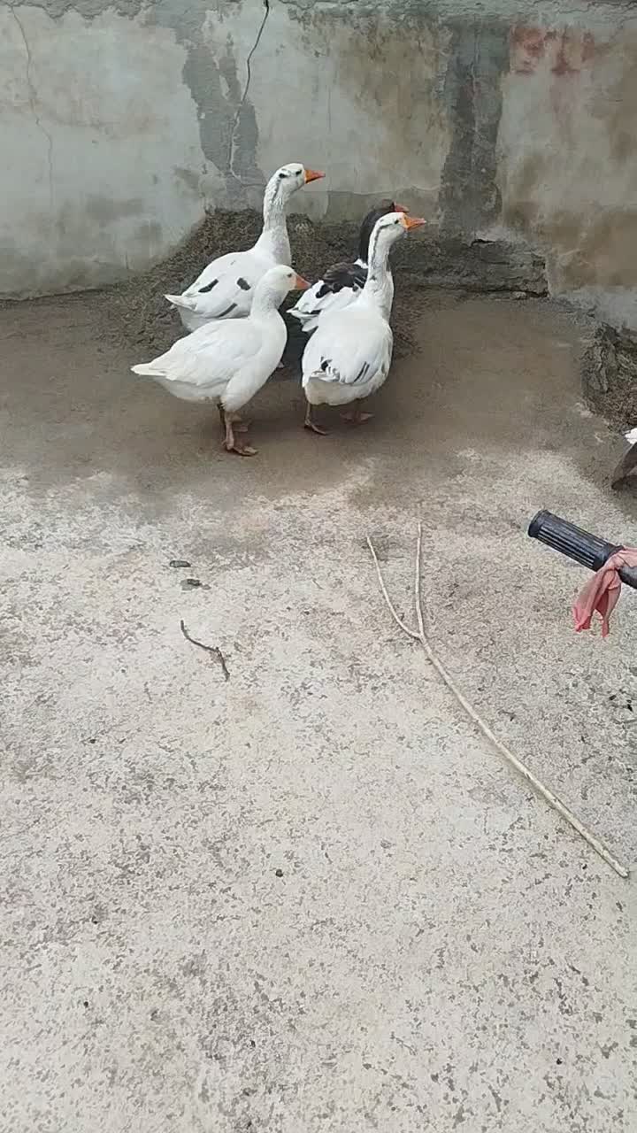 غاز|حیوانات مزرعه|بروجرد, |دیوار