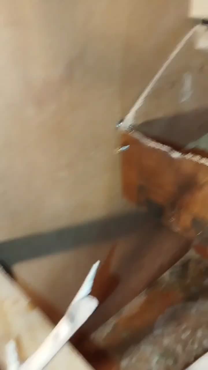 عروس هلندی با تخم|پرنده|نوشهر, |دیوار