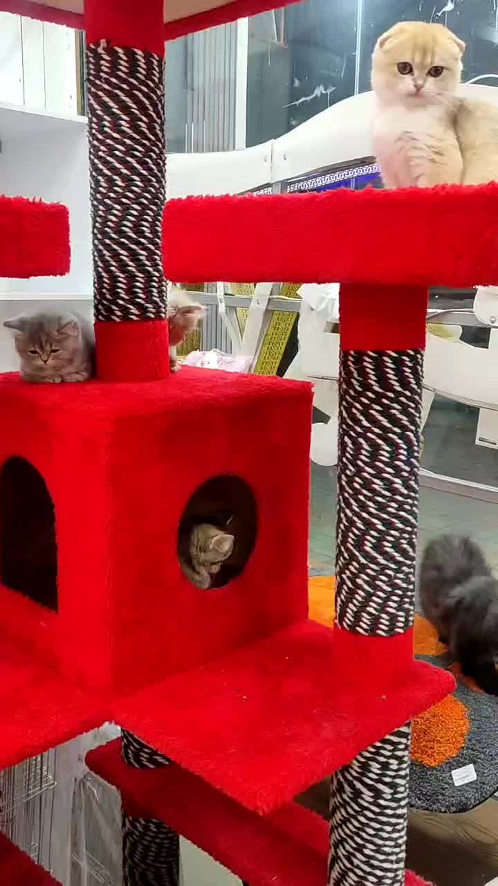 گربه اسکاتیش و بریتیش. کیتن و بالغ|گربه|اصفهان, خانه اصفهان|دیوار