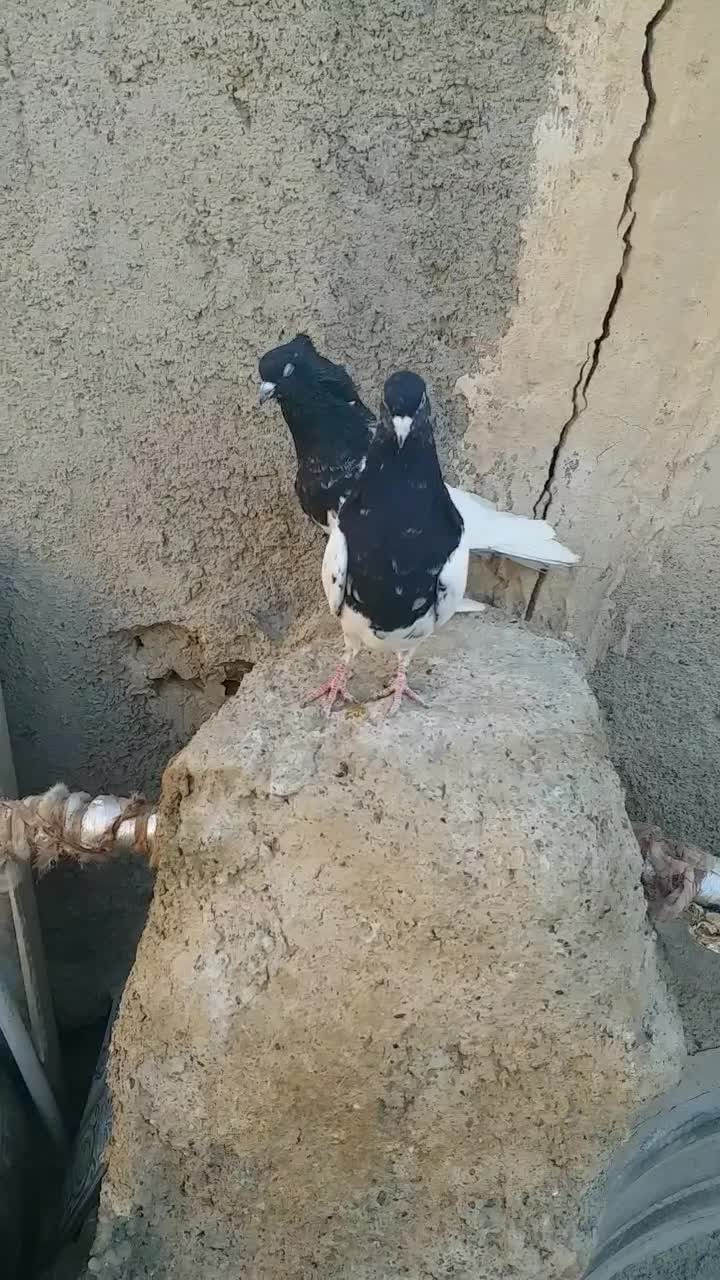 کله سیاه کاکل میخ|پرنده|زهک, |دیوار