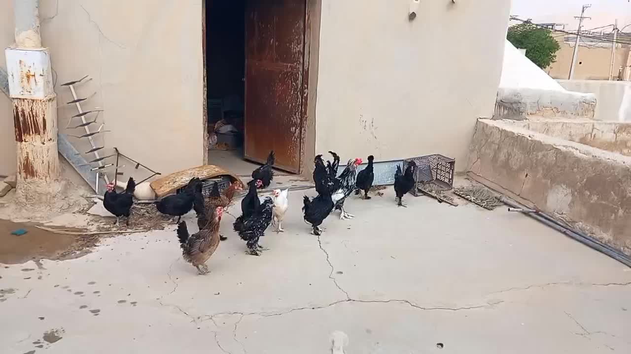 مرغ و خروس تخم گذار|حیوانات مزرعه|گراش, |دیوار