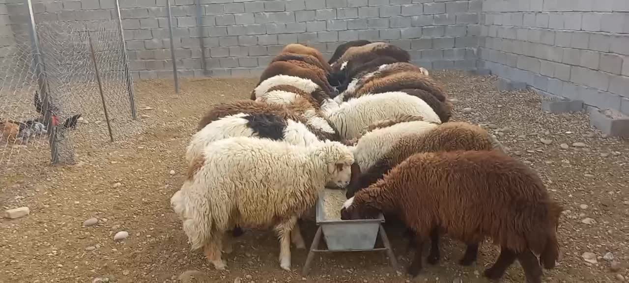 بزغاله چپش چاق و داشتی|حیوانات مزرعه|اندیمشک, |دیوار