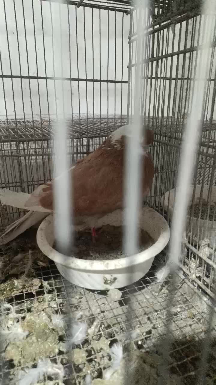 کبوتر نوک قنار و نوک ریز|پرنده|مشکین‌دشت, |دیوار