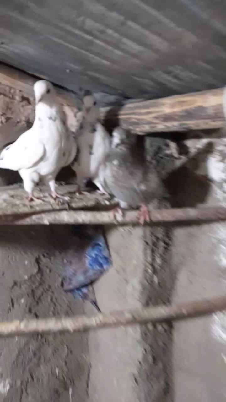 کبوتر تهرانی|پرنده|آبگرم, |دیوار