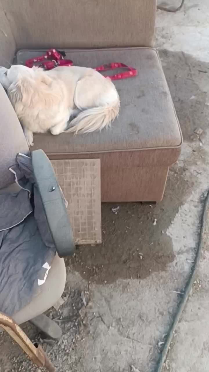 سگ ماده|سگ|دیلم, |دیوار