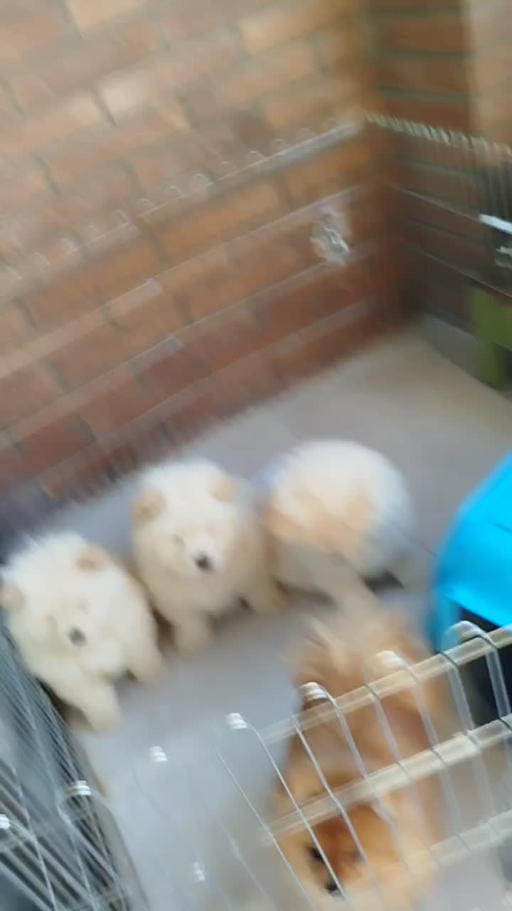 چاوچاو اصلی|سگ|اصفهان, جلفا|دیوار