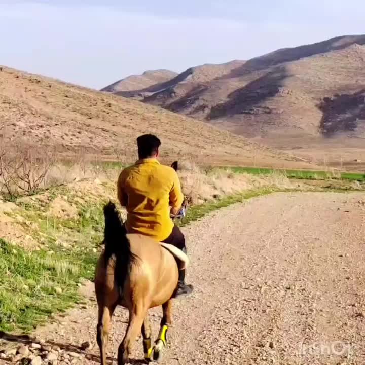 فروش مادیان ۵ساله دره شوری شناسنامه دار|اسب و تجهیزات اسب‌سواری|شیراز, حومه شیراز|دیوار