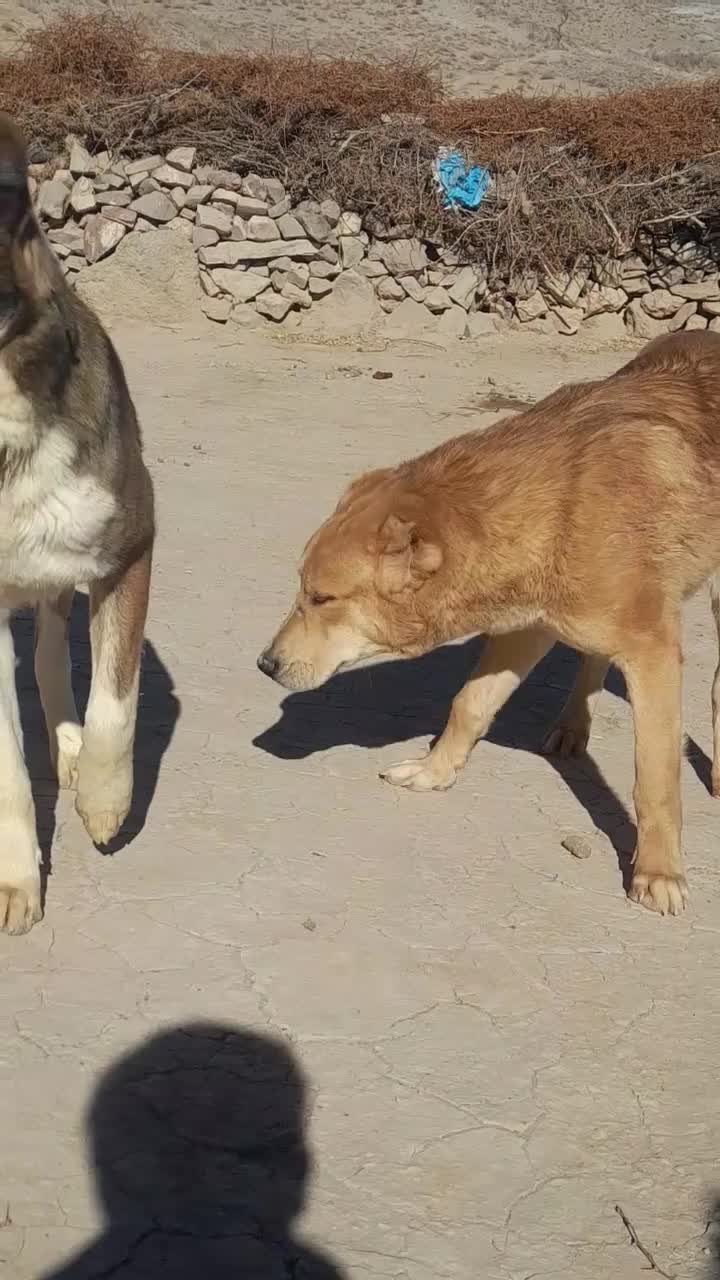 سگ خراسانی کوچ هم قال|سگ|زهان, |دیوار