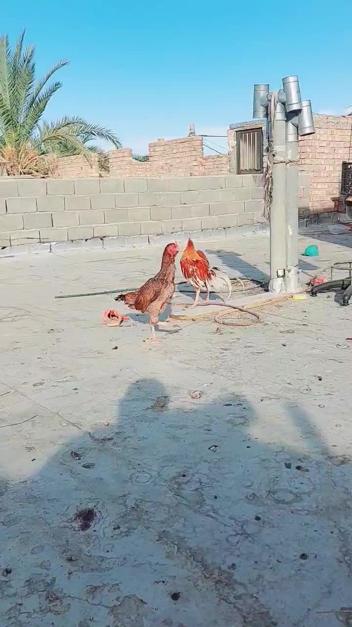 ماده مرغ اصیل و زیبا|حیوانات مزرعه|ایرانشهر, |دیوار