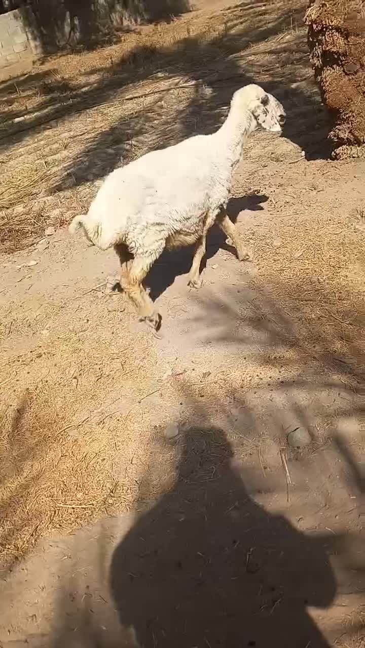 یک میش دورگ شیرازی ابستن سنگین|حیوانات مزرعه|جیرفت, |دیوار