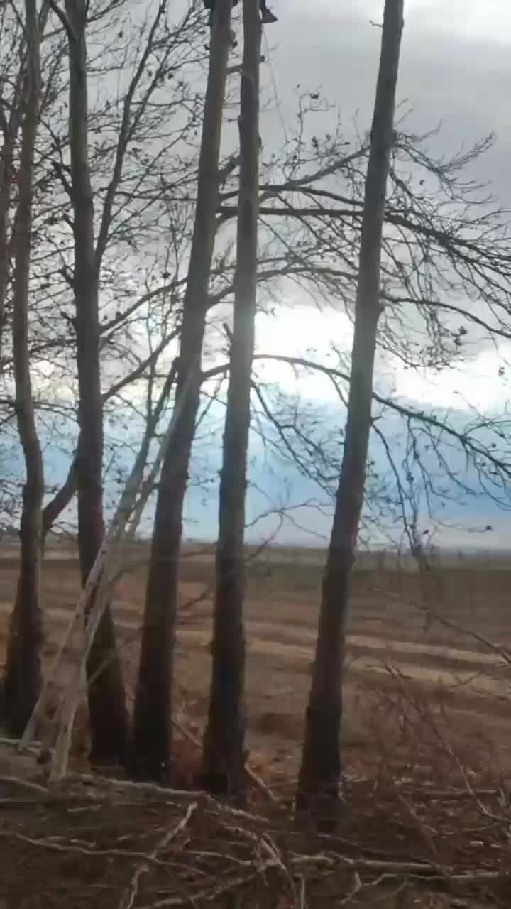 خرید چوب و درخت|خدمات باغبانی و درختکاری|نهاوند, |دیوار