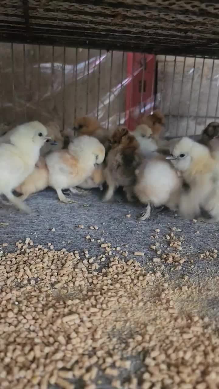 جوجه ابریشمی فول کیفیت|حیوانات مزرعه|مشهد, شهرک شیرین|دیوار