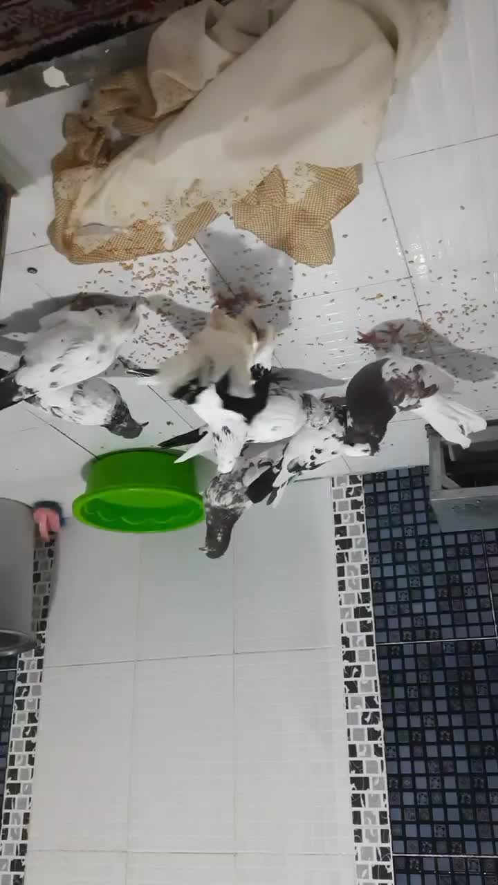 کبوتر|پرنده|سرپل ذهاب, |دیوار