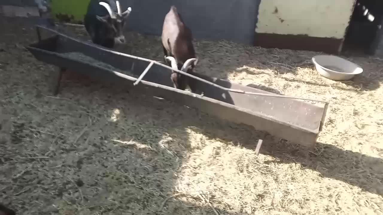 انواع بز نژاد دار|حیوانات مزرعه|زهان, |دیوار