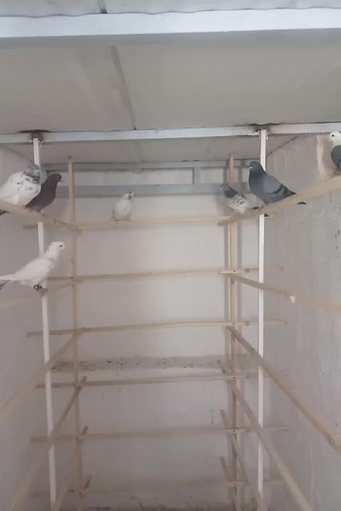 کبوتر پرشی|پرنده|نقده, |دیوار