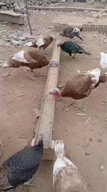 بوقلمون محلی تخم گذار|حیوانات مزرعه|شیراز, قلات|دیوار