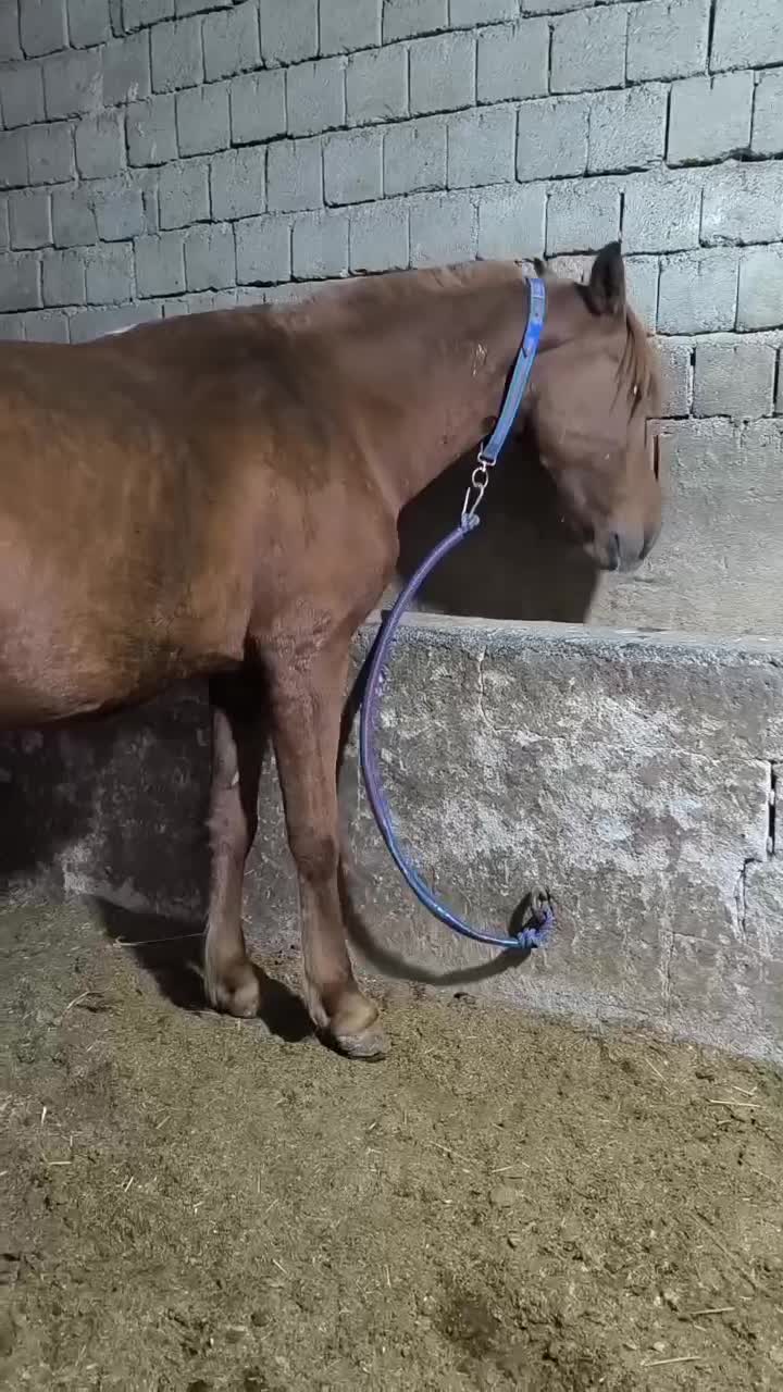 اسب و یخته ۶سال|اسب و تجهیزات اسبسواری|سردشت, |دیوار