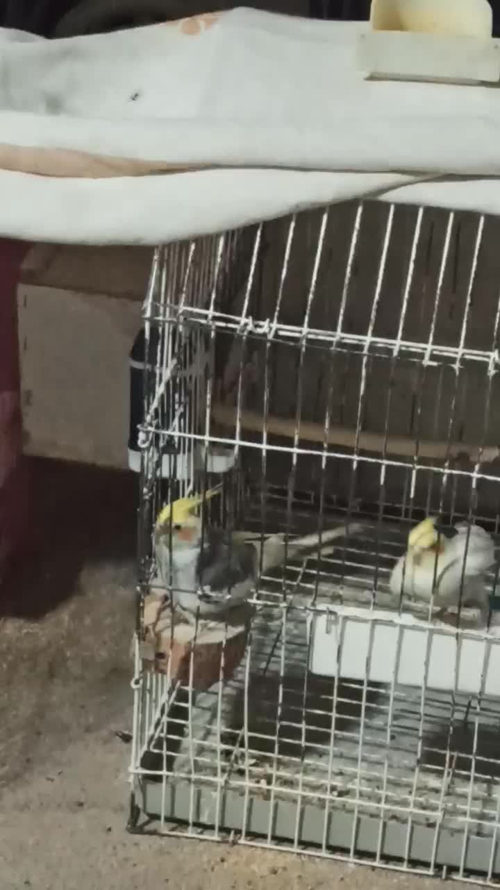 طوطی عروس هلندی|پرنده|نقده, |دیوار