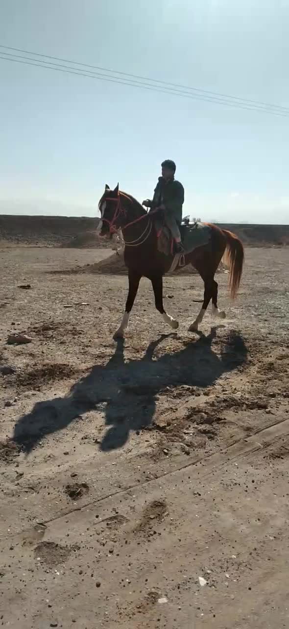 نریون|اسب و تجهیزات اسب‌سواری|یزد, |دیوار