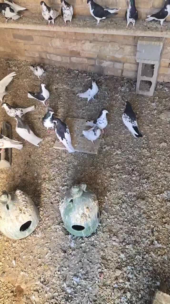 ۵۰عدد کبوتر شهری خوب به فروش میرسد|پرنده|شیراز, وزیرآباد|دیوار